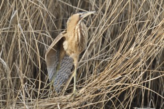 Eurasian Bittern (Botaurus stellaris), Hesse, Germany