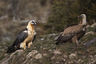 Bearded Vulture (Gypaetus barbatus), Pyrenees, Spain