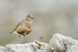 Eurasian Dotterel (Charadrius morinellus), Grisons, Switzerland