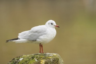 Black-headed Gull (Chroicocephalus ridibundus), Thurgovia, Switzerland