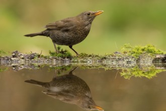 Common Blackbird (Turdus merula) female, Utrecht, Netherlands
