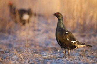 Black Grouse (Lyrurus tetrix) male, Nizhegorodskaya, Russia