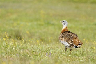 Great Bustard (Otis tarda), Castile, Spain