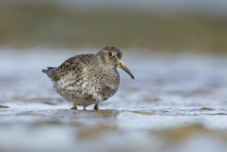 Purple Sandpiper (Calidris maritima), Myvatn, Iceland