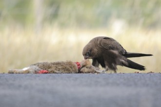 Black Falcon (Falco subniger), Victoria, Australia