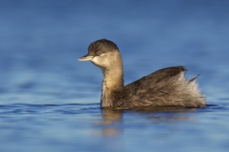 Hoary-headed Grebe (Poliocephalus poliocephalus), Victoria, Australia