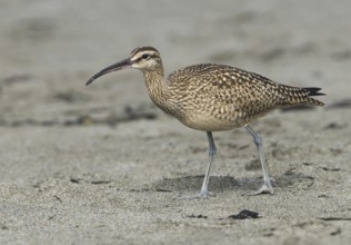 Whimbrel (Numenius phaeopus), California, USA