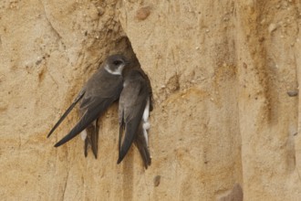 Sand Martin (Riparia riparia), Rhineland-Palatinate, Germany