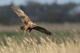 Western Marsh Harrier (Circus aeruginosus) female flying, Schleswig-Holstein, Germany