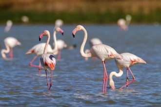 Greater Flamingo (Phoenicopterus roseus), Castile-La Mancha, Spain