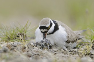 Little Ringed Plover (Charadrius dubius) with chick, North Rhine-Westphalia, Germany