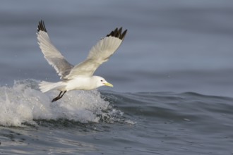 Black-legged Kittiwake (Rissa tridactyla) feeding in the ocean near Nome, Alaska