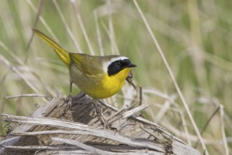 Common Yellowthroat (Geothlypis trichas), British Columbia, Canada