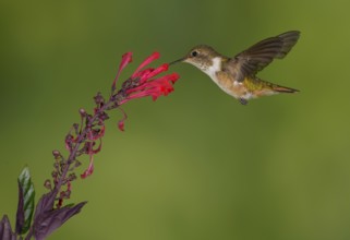 Female Volcano Hummingbird (Selasphorus flammula) San Gerrardo de Dota, Costa Rica