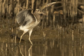Greater Painted-snipe (Rostratula benghalensis), Gambia