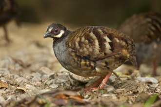 Malaysian Partridge (Arborophila campbelli), Pahang, Malaysia