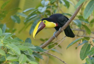 Black-manabilled Toucan (Ramphastos ambiguus) - at Laguna Lagarto Lodge near Boca Tapada, Costa