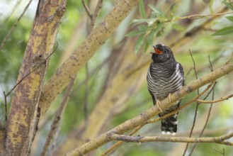 Common Cuckoo (Cuculus canorus) juvenile near the nest of an Eurasian Reed Warbler, Saxony-Anhalt,
