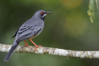 Red-legged Thrush (Turdus plumbeus) perched on a branch in Cuba