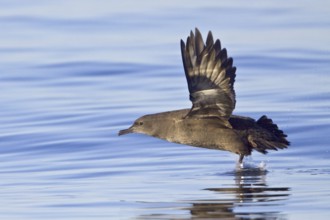 Sooty Shearwater (Ardenna grisea) flying, British Columbia, Canada