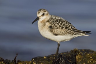 Sanderling (Calidris alba), Alberta, Canada