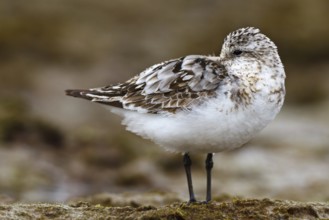 Sanderling (Calidris alba), Asturias, Spain