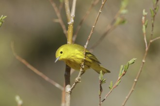 American Yellow Warbler (Setophaga aestiva) male, Hawaii, USA