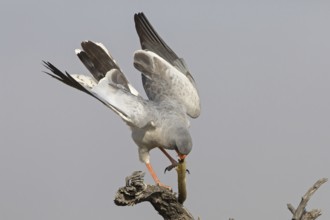 Pale Chanting Goshawk (Melierax canorus), Oshikoto, Etosha National Park, Namibia