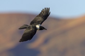 Pied Crow (Corvus albus) flying, Hardap, Namib-Naukluft National Park, Namibia