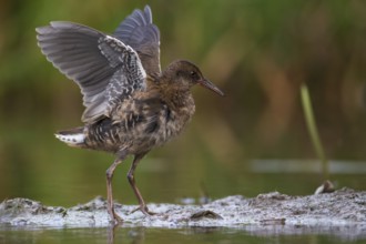 Water Rail (Rallus aquaticus) juvenile, Saxony, Germany