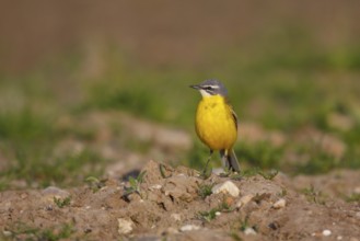 Western Yellow Wagtail (Motacilla flava) male, North Rhine-Westphalia, Germany