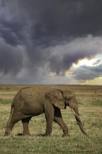 Afrikanischer Elefant (Loxodonta africana) einsamer Bulle streift durch Savanne, Serengeti National