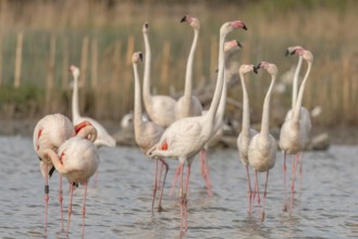 A group of flamingos in full courtship display in a wetland habitat on a clear day. The scene