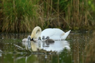 A swan feeding its chicks in the water, surrounded by green vegetation, Mute Swan, (cygnus olor),