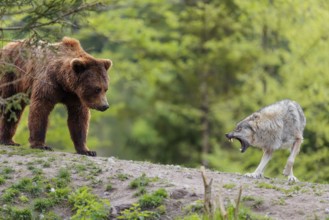 A Eurasian gray wolf (Canis lupus lupus) encounters a European brown bear (Ursus arctos arctos) in