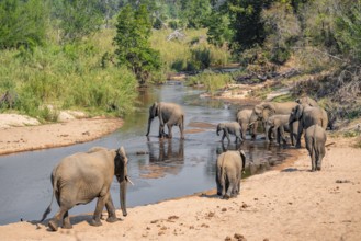 African elephant (Loxodonta africana), group crossing a river, Kruger National Park, South Africa