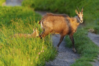 Chamois with young next to a narrow path in the evening light, chamois, chamois, (Rupicapra