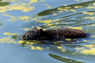 A bear swimming in the water surrounded by algae, black bear (Ursus (genus) France