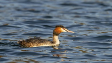 Great crested grebe (Podiceps scalloped ribbonfish) swimming on a lake, Reintaler See, Breitenbach,