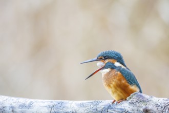 Kingfisher (Alcedo atthis) Germany
