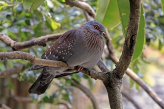 Guinea pigeon (Columba guinea), adult, resting on a tree, Cape Town, South Africa
