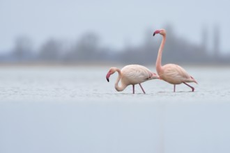 High in the north... Pink flamingos (Phoenicopterus roseus) from the Zwillbrocker Venn,