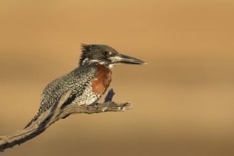 Reuzen Ijsvogel man op tak, Giant Kingfisher male on branch