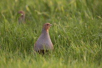 Grey Partridge (Perdix perdix) perched in grass field, North Rhine-Westphalia, Germany