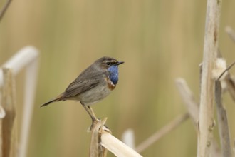 Blauwborst natuurlijke omgeving, Bluethroat natural habitat