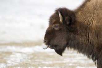 American Bison (Bos bison) adult showing tongue, Yellowstone National Park, Wyoming, USA