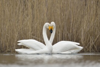 Whooper Swan (Cygnus cygnus) pair displaying, Netherlands