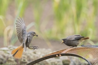 Female black redstart (Phoenicurus ochruros) approaching to feed a young bird on a wire mesh,