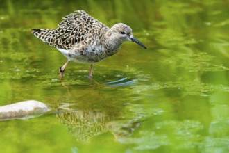 Bird in the green reflected in calm water, ruff (Calidris pugnax, Syn.: Philomachus pugnax),