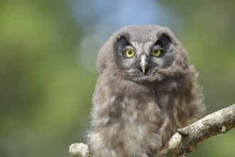 Great horned owl (Aegolius funereus), young bird sitting on a branch, Rothaargebirge, Rothaarsteig,